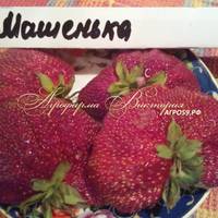 Клубника МАШЕНЬКА (КРУПНОМЕР! ОГРОМНЫЙ КУСТ, УРОЖАЙ В ГОД ПОСАДКИ) Клубника МАШЕНЬКА (КРУПНОМЕР! ОГРОМНЫЙ КУСТ, УРОЖАЙ В ГОД ПОСАДКИ)